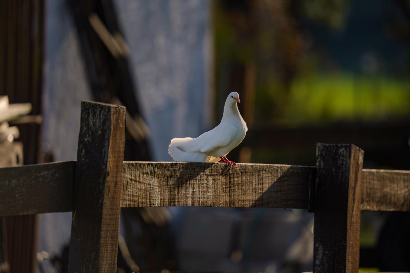 Exploración de flora